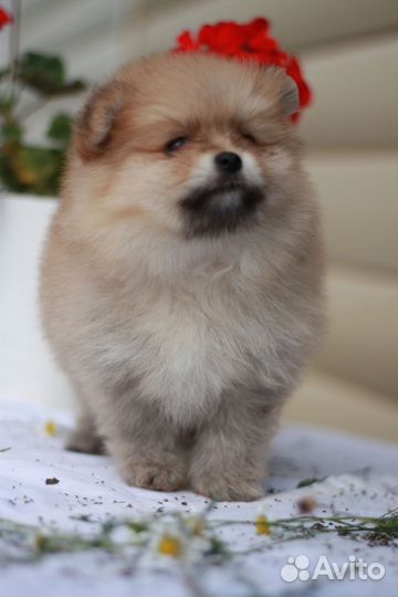 Шпицы соболиные. Мальчики. Девочки