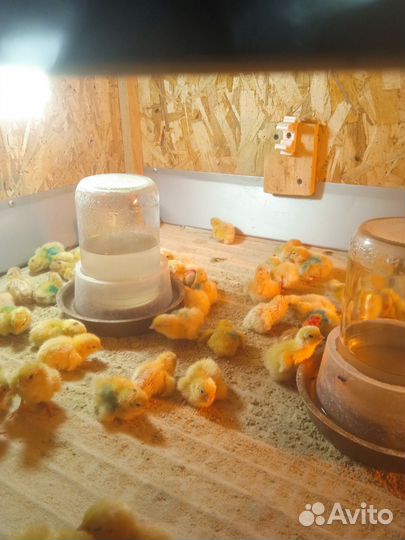 Перепела суточные