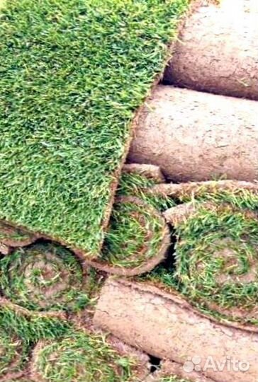 Рулонный газон