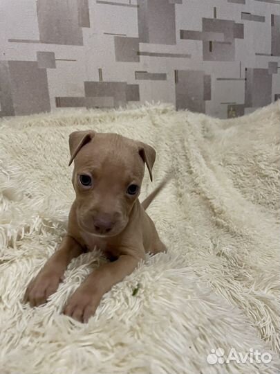 Щенки питбуля