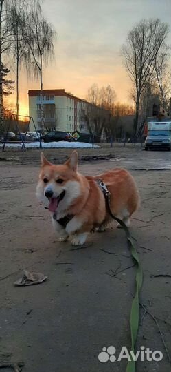 Вельш-корги пемброк вязка
