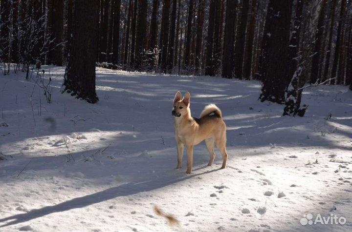 Метис лайки в дар