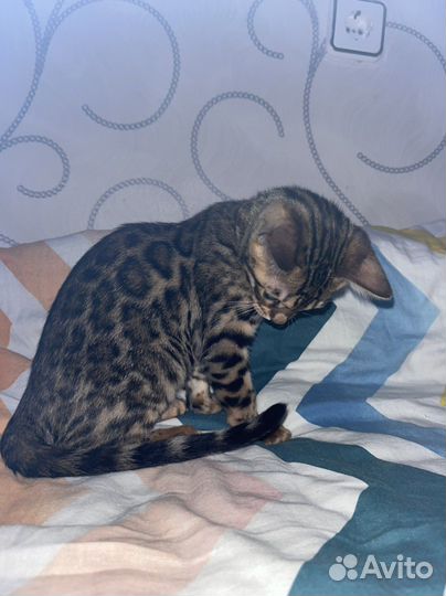 Бенгальская