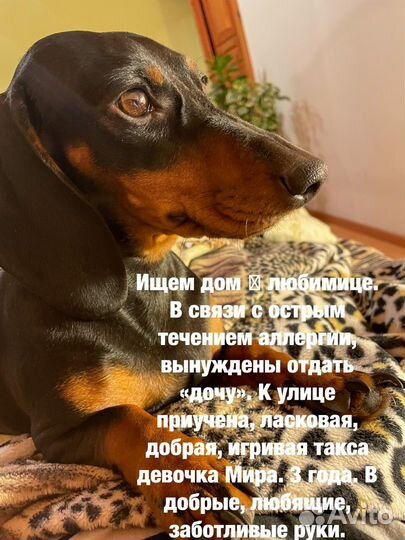 Такса
