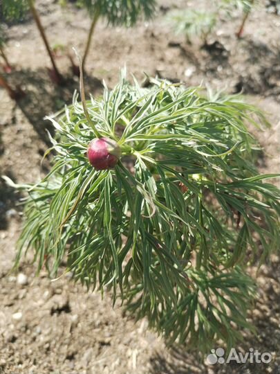 Пион Марьин корень, хвойники разные, взрослые туи