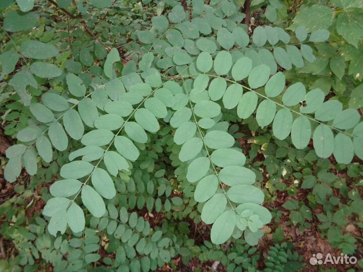 Робиния (Акация) Белая, семена