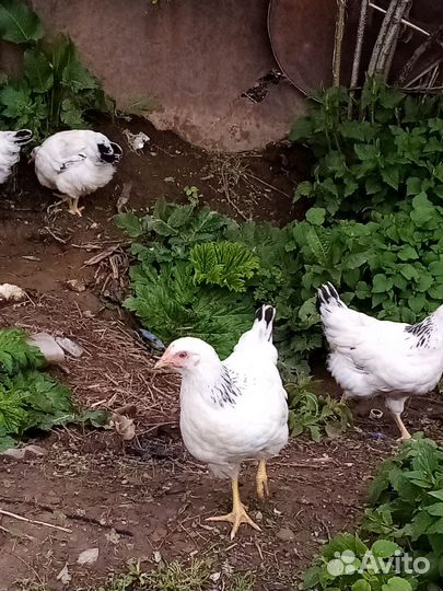 Куры петухи