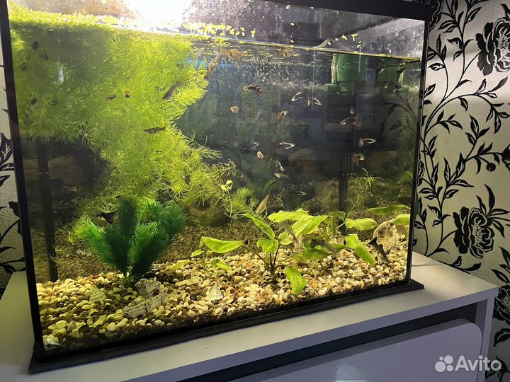 Аквариум с рыбками