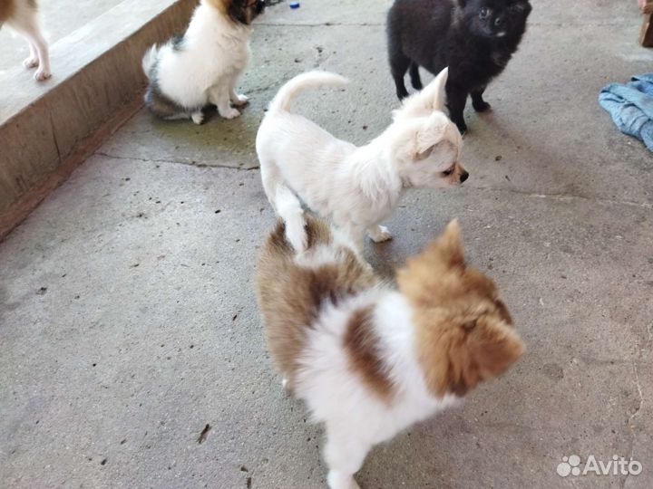 Щенки чихуахуа