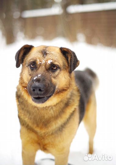Бой мечтает о доме