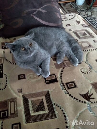 Персидские котята