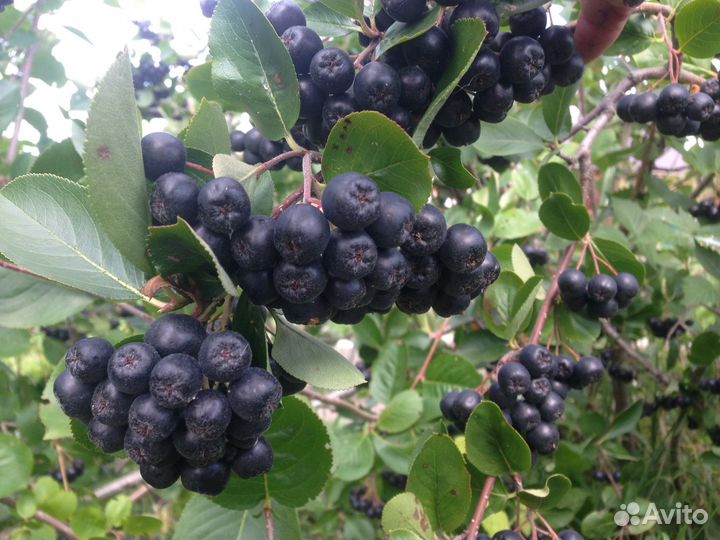 Черноплодная рябина (черноплодка). Саженец