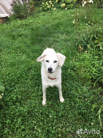 Добрая собачка 4 года в хорошие руки