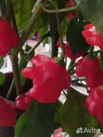 Семена перца Колокольчик