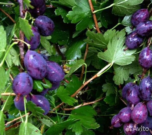 Саженцы крыжовника