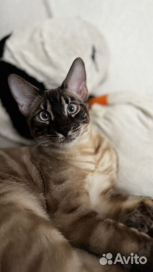 Бенгальский кот