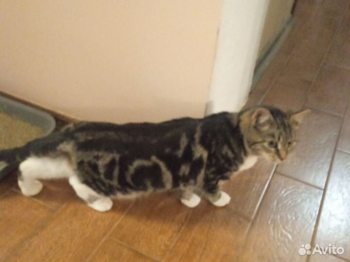 Кошка