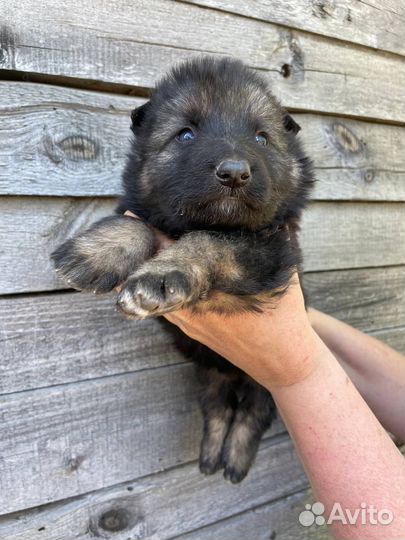 Щенки немецкой овчарки
