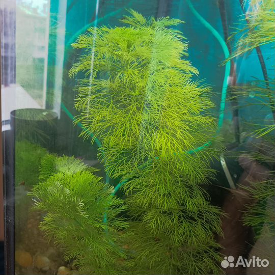 Растения для аквариума