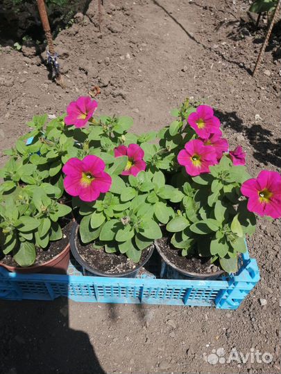 Петуния ампельная рассада