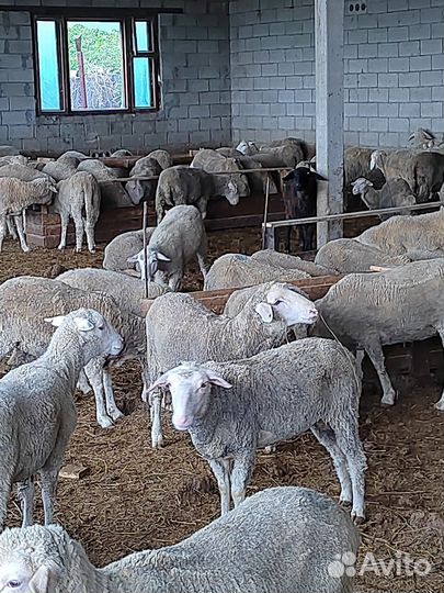 Овцы бараны