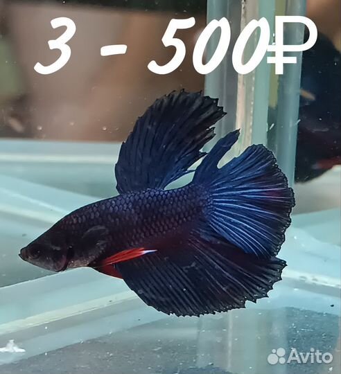 Петушок, Халфмун. Самцы - большой выбор