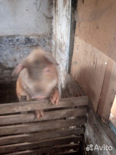 Хряк и свинья