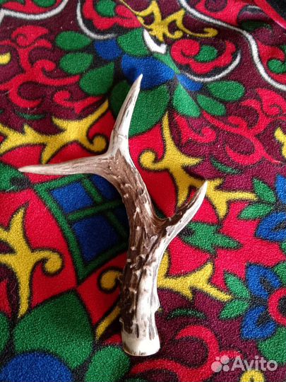 Продаю рога олени