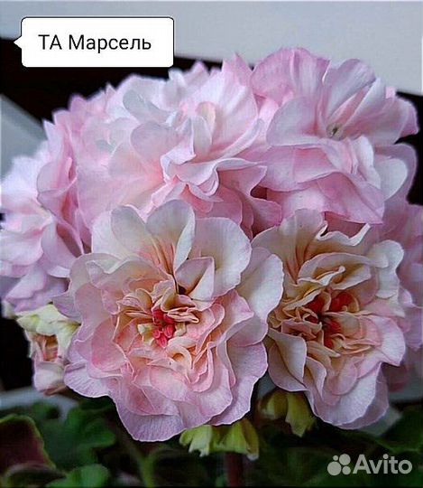 Пеларгония герань