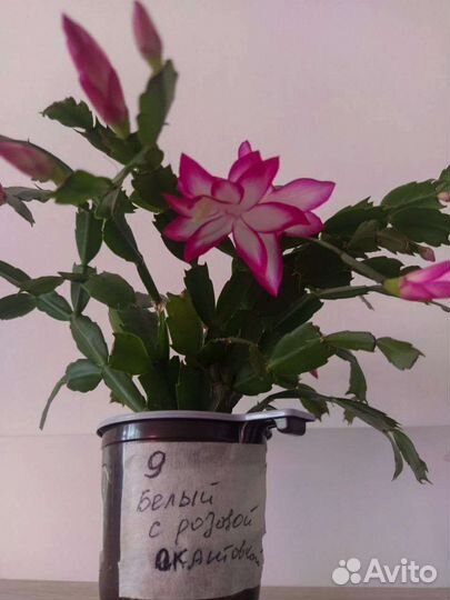 Декабрист (Шлюмбергера)