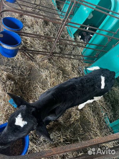 Телята бычки доставка