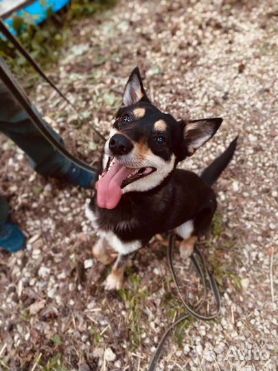 Собака в добрые руки