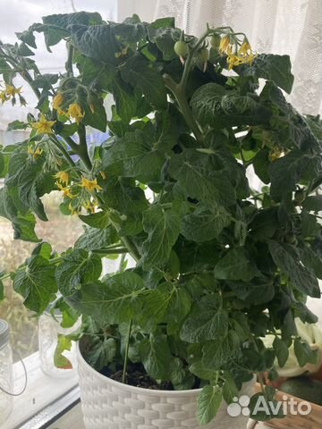 Томат для подоконника купить в Екатеринбурге | Товары для дома и дачи ...