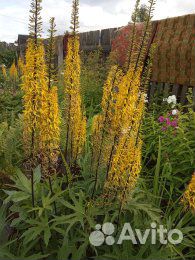 Бузульники