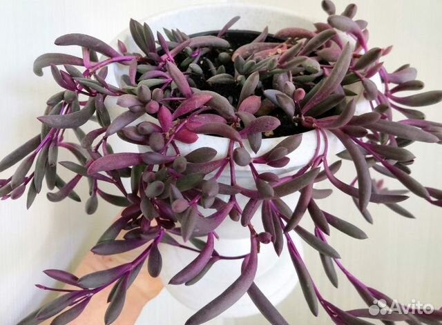 Оттона мясистая