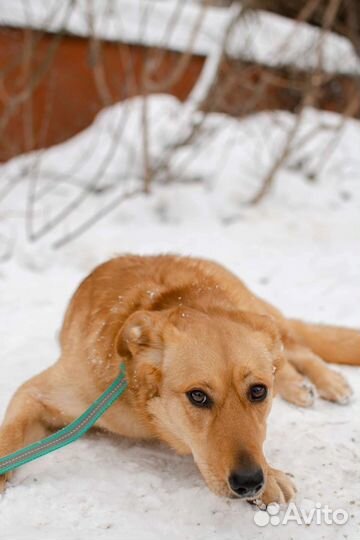 Яркая Верочка в добрые руки