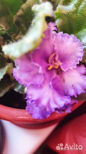 Фиалки на выбор