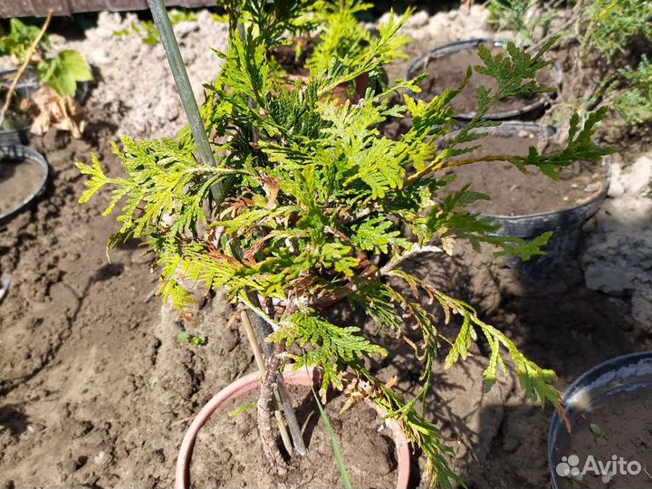 Саженцы хвойных растений