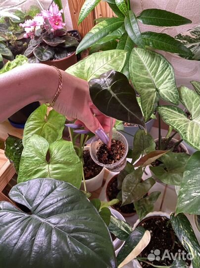 Алоказия полли,юкатан, монстера, суккуленты