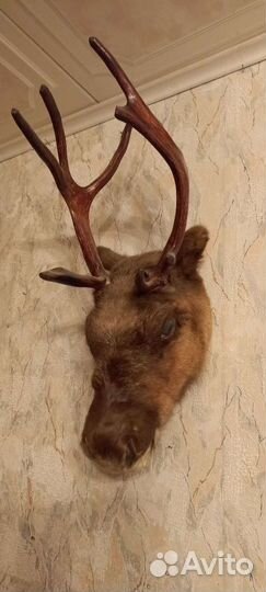 Чучело головы и шеи оленя с рогами