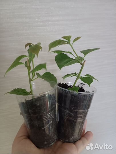 Бугенвиллия, сциндапсус, эпипремнум