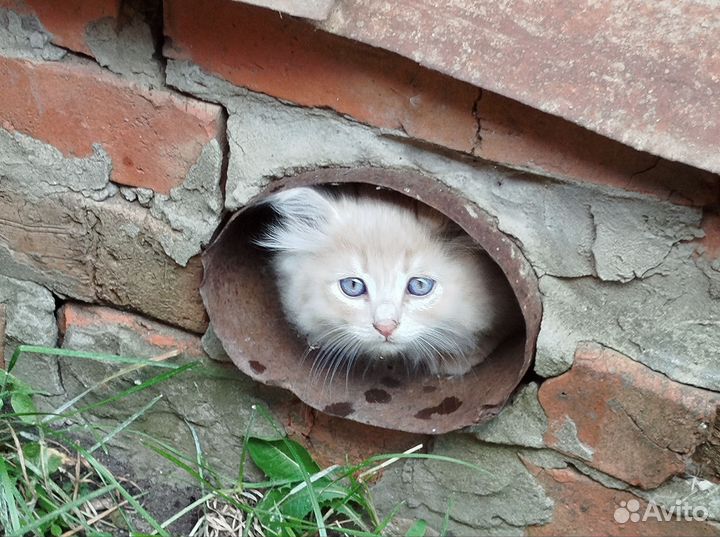 Котята в добрые руки бесплатно