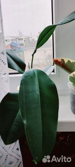 Фикус каучуконосный