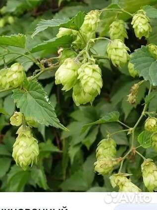 Рассада хмеля для пиварения в стаканах