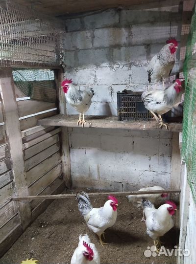 Продам петушков