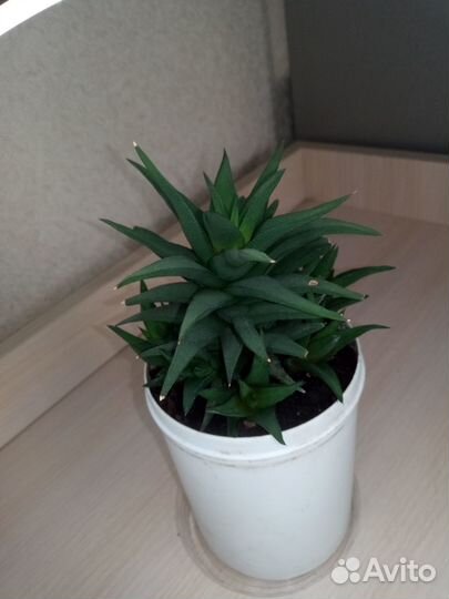 Суккулент. Хавортия