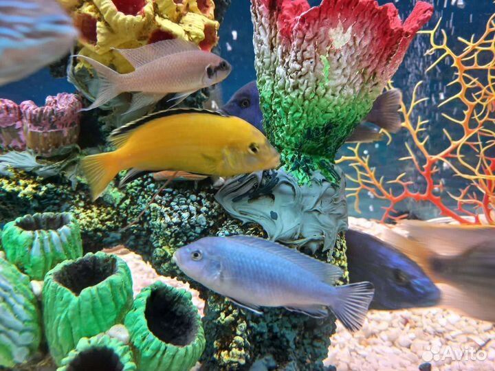 Малек цихлид