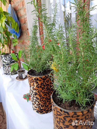 Розмарин - живая 