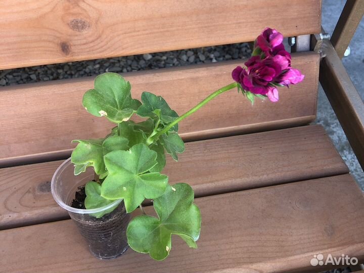 Герань пеларгония