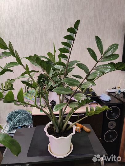 Комнатные цветы